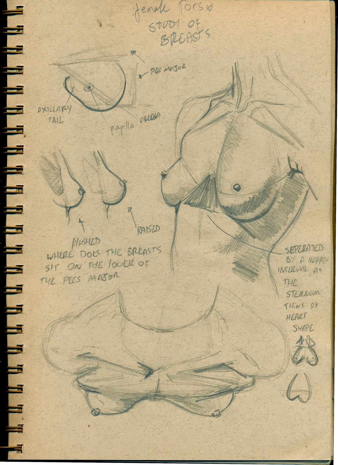 Art of Katekawa - Breast study. #breast #humananatomy #anatomy #study  #woman #art #drawing #pencildrawing