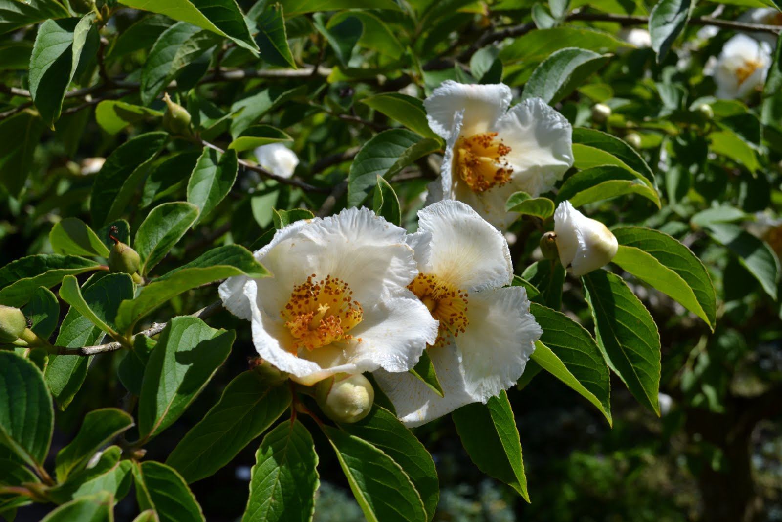Blomsterbo: botaniska trädgården och lite inköp
