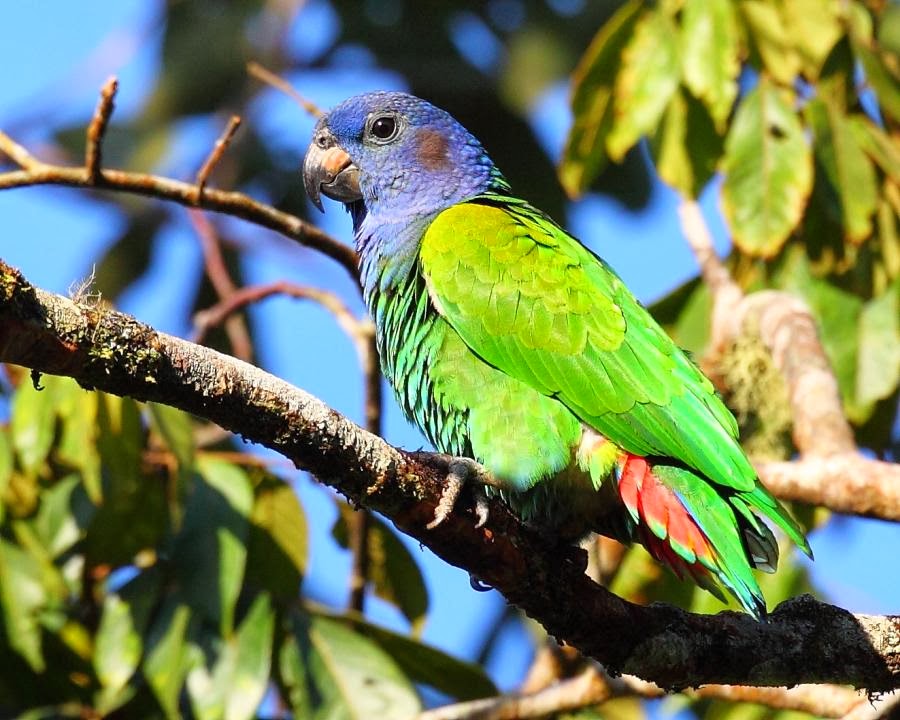 Tierra de papagayos, loros, cacatuas, pericos, cotorras y guacamayos