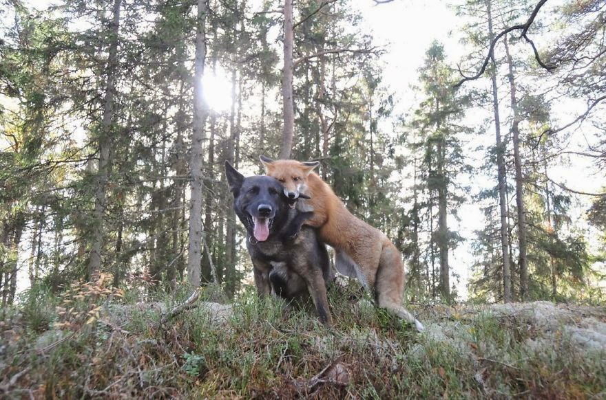 #1 Tinni The Dog And Sniffer The Wild Fox - Unusual Animal Friendships That Are Absolutely Adorable! #1 Tinni The Dog And Sniffer The Wild Fox - Unusual Animal Friendships That Are Absolutely Adorable!