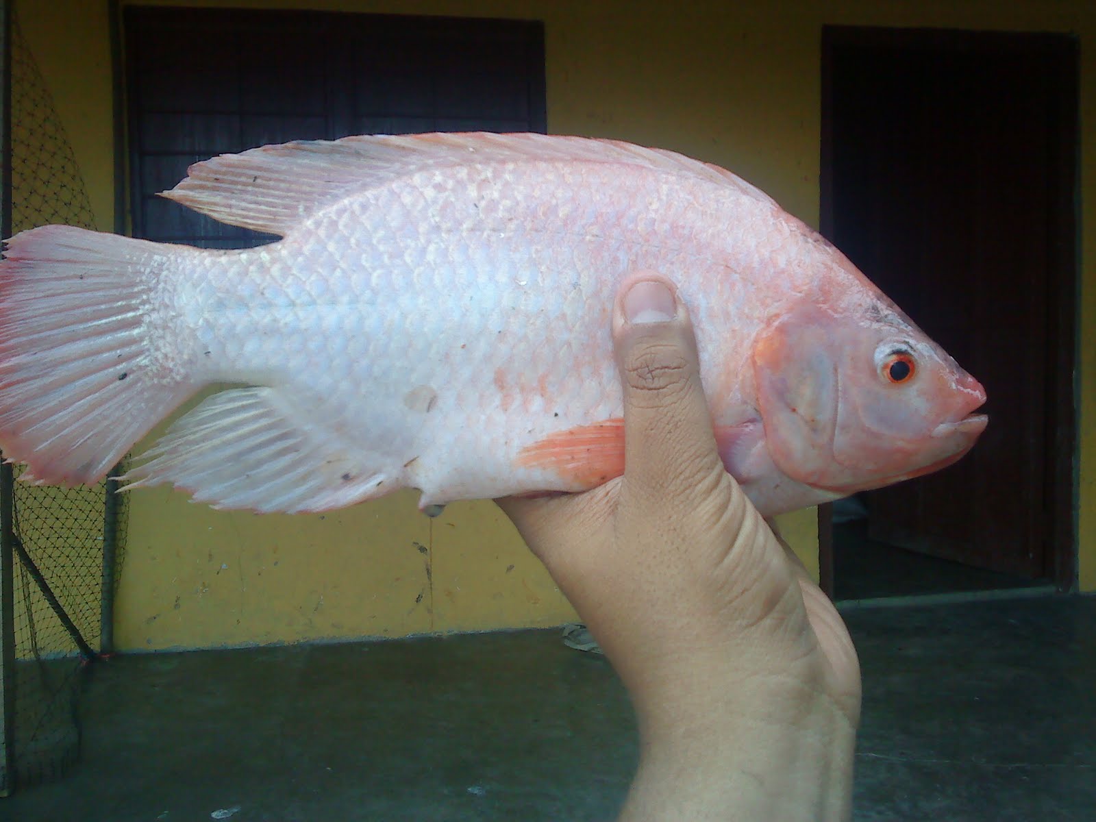 ASTREA Y LA TILAPIA ROJA VENTA DE TILAPIAS