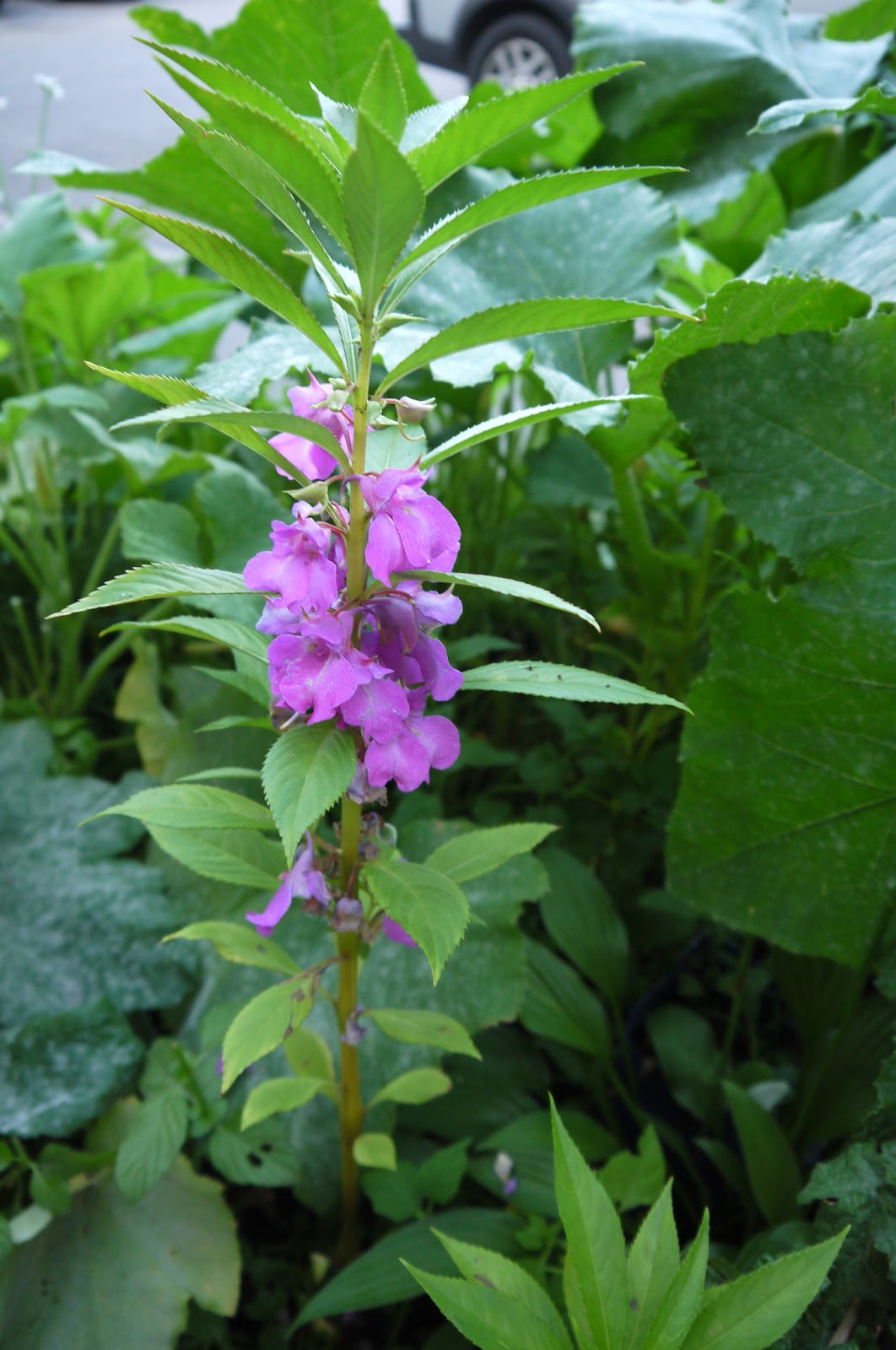 Live, Love, Climb! Impatients balsamina (Rose balsam, touch me not