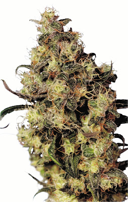 um tesouro das plantas de maconha - Blue Velvet um tesouro das plantas de maconha - Blue Velvet