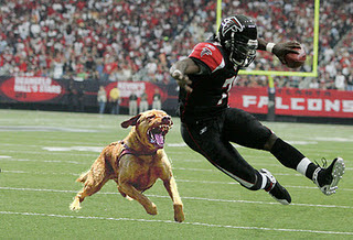 Funny DOG Pictures
