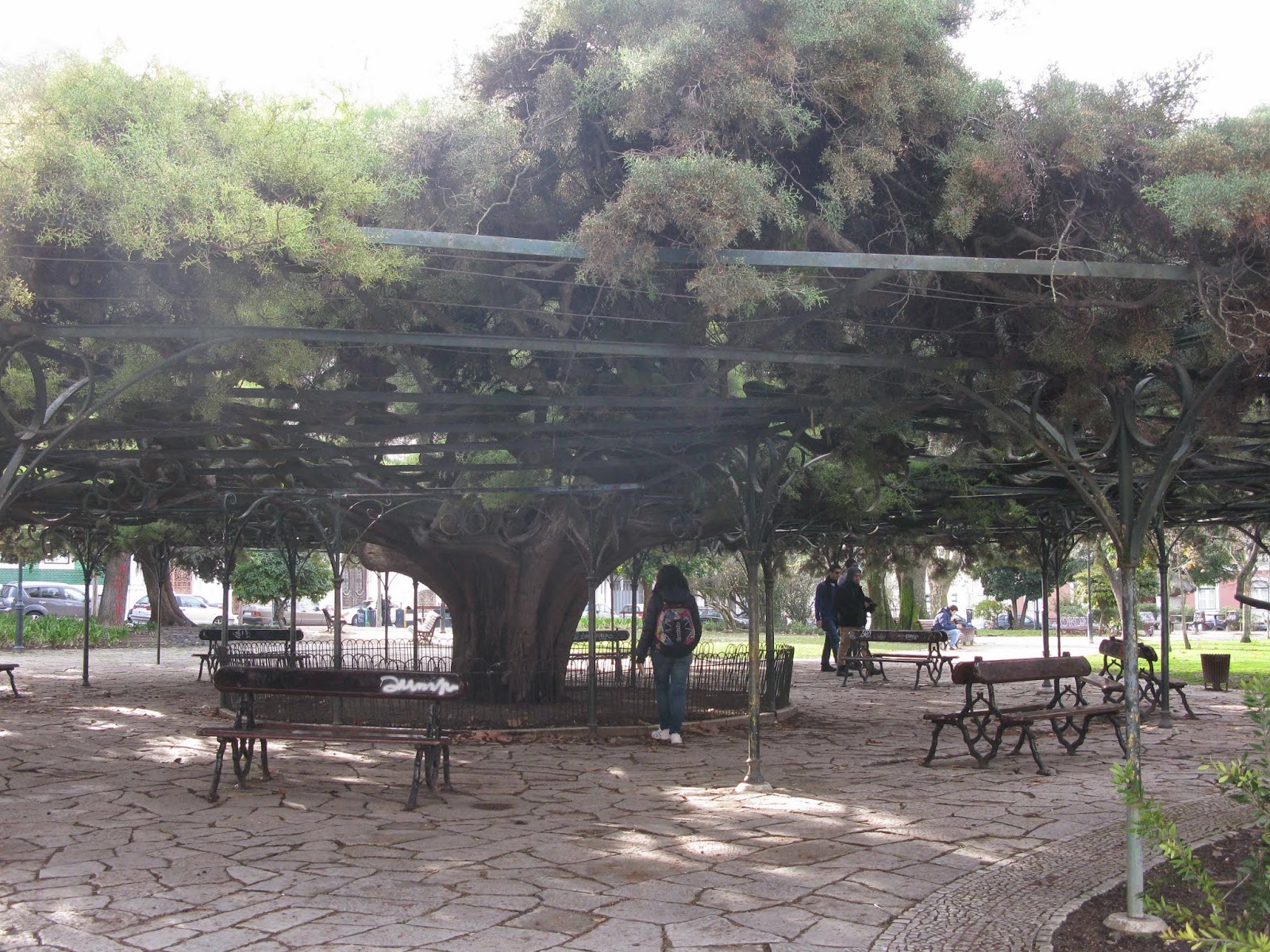 albero gigante in Placa do Principe Real