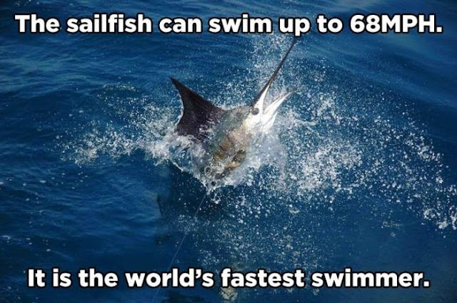 animal facts, amazing animal facts, facts about animals, a sailfish can swim up to 68mph