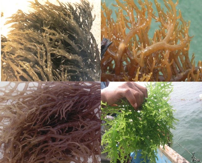 6 Manfaat Rumput Laut | Manfaat dan Khasiat