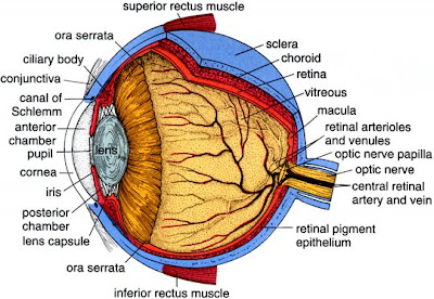 lippincott anatomy q and a pdf