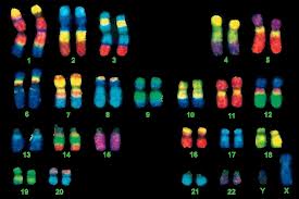 http://www.ciencia-online.net/2013/02/cromossomas-definicao-e-estrutura.html