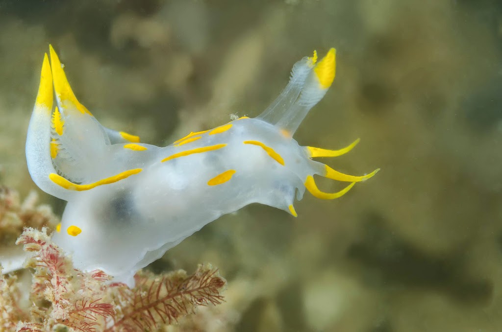 Species of UK Week 47 Sea Slugs ('Nudibranch')