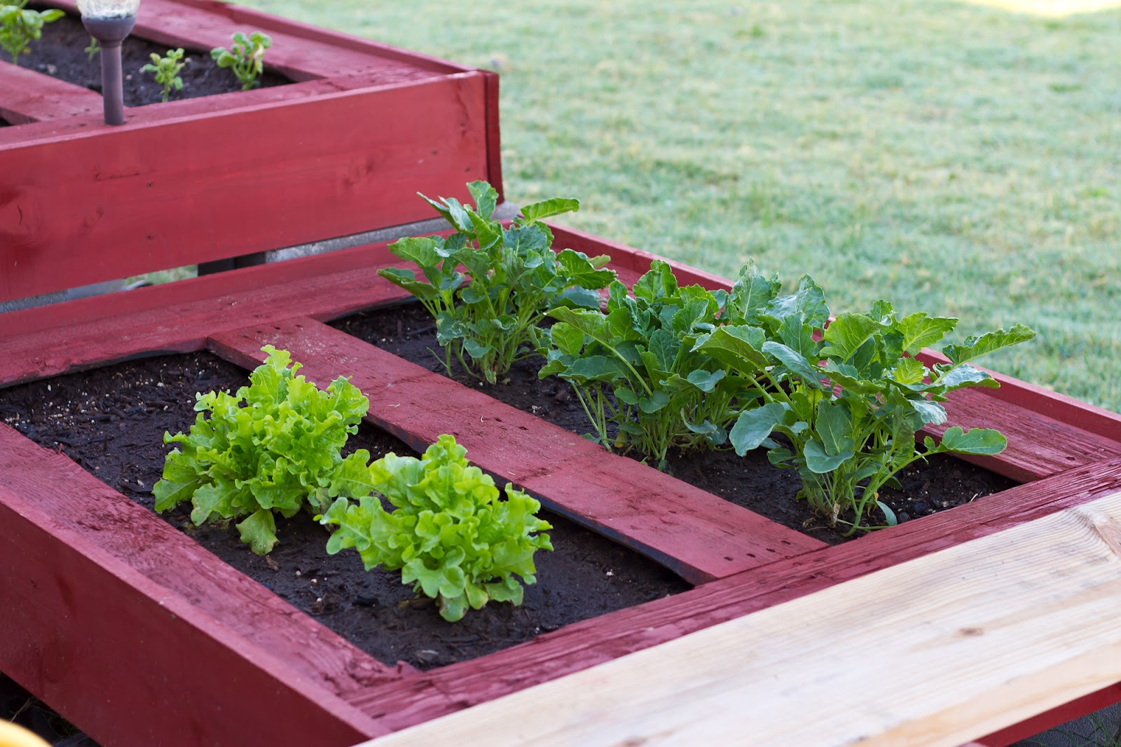 Multibeavo's World My Pallet Garden is GROWING!!