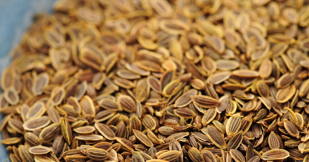 Spice Guru Dill Seed