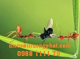 DIỆT MỐI TRƯỜNG PHÁT 097 88 111 79 diet-kien