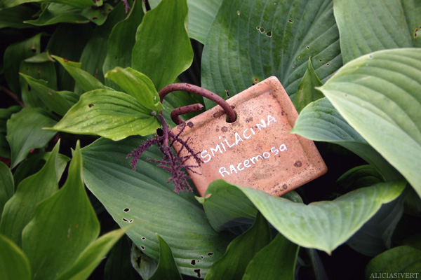 aliciasivert, Alicia Sivertsson, France, Normandy, Les Jardins d'Angelique, garden, gardens, flowers, Frankrike, Normandie, trädgårdar, trädgård, blommor, smilacina, racemosa