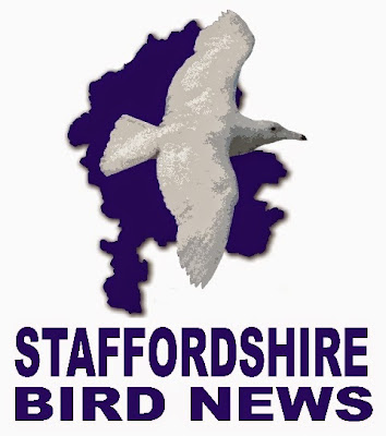 Staffordshire Bird News