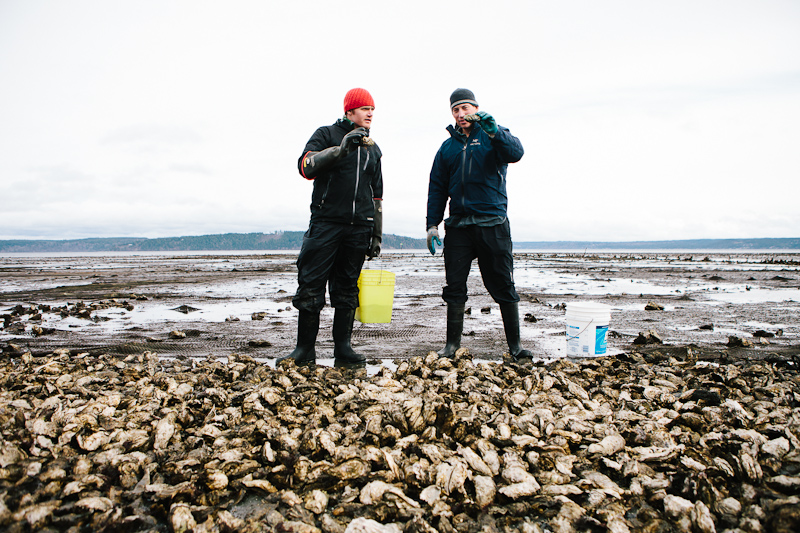 Fat of the Land Pimentón Clams and Pig Face