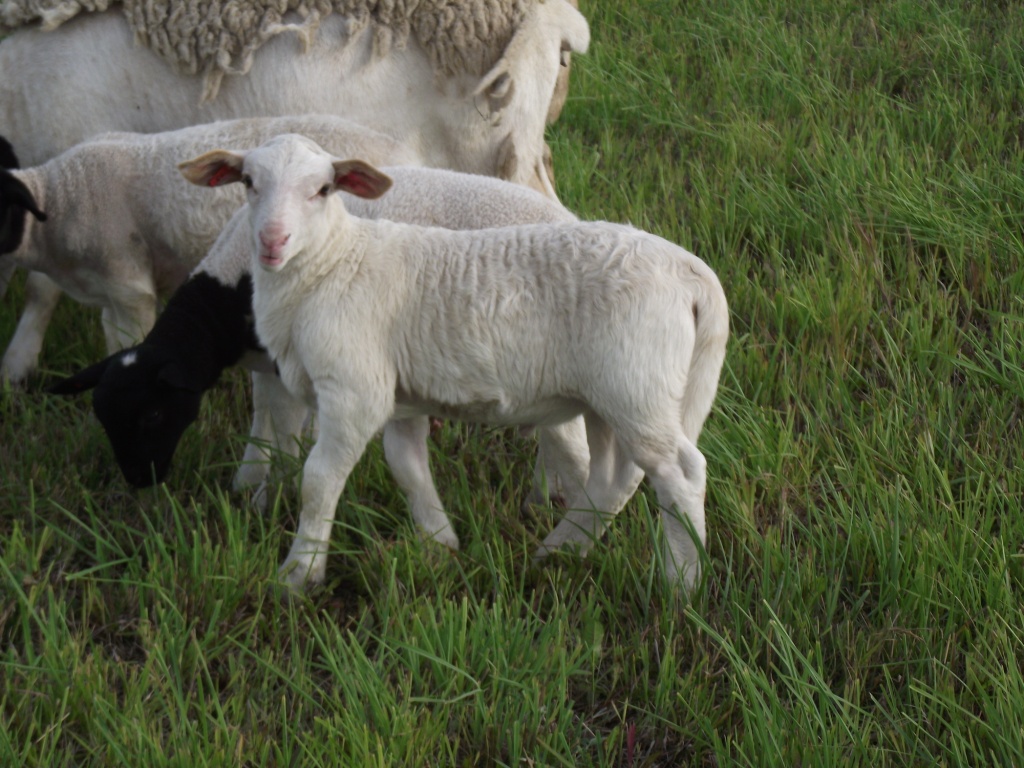 Ram Sheep