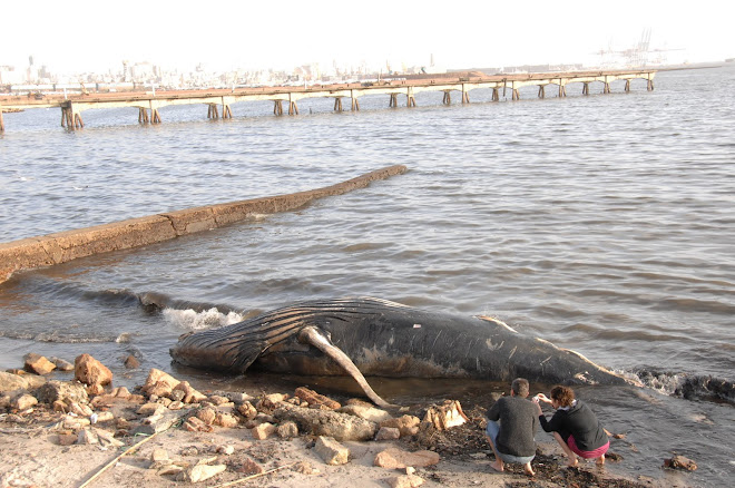 OTRA BALLENA MUERTA EN MONTEVIDEO