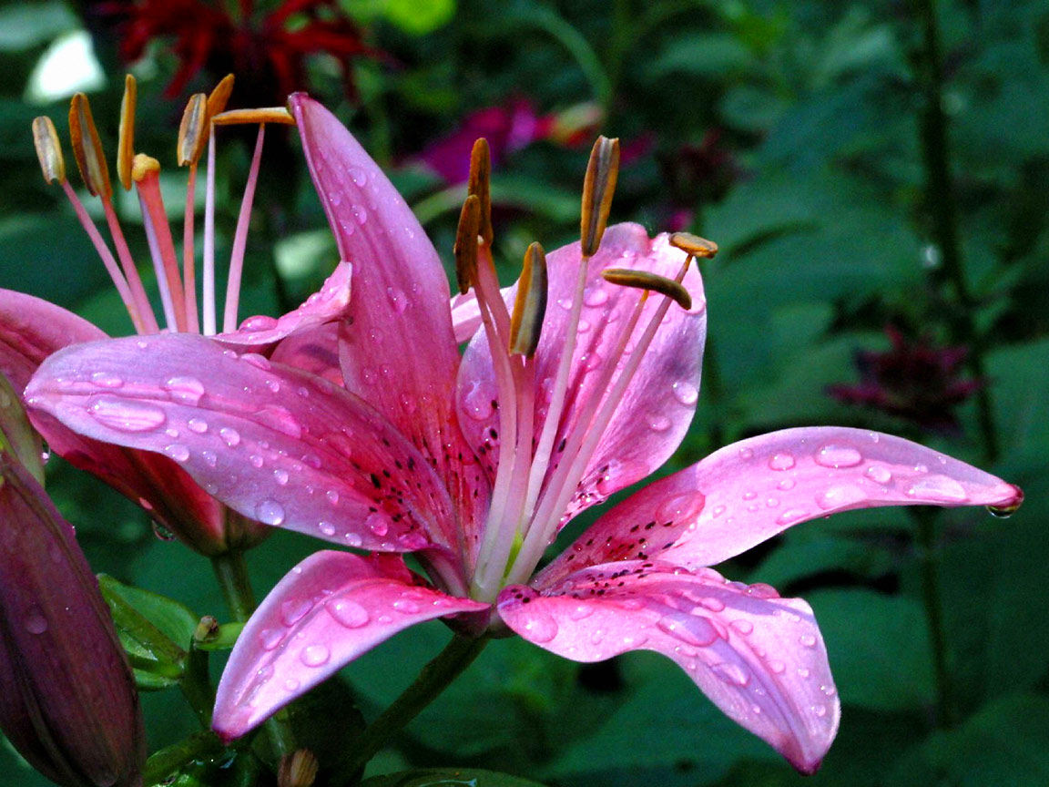 Pink Lily Flowers