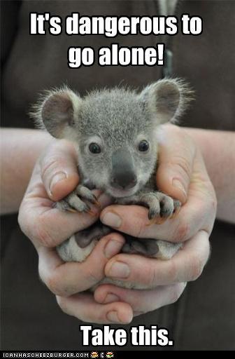 i can haz a koala?