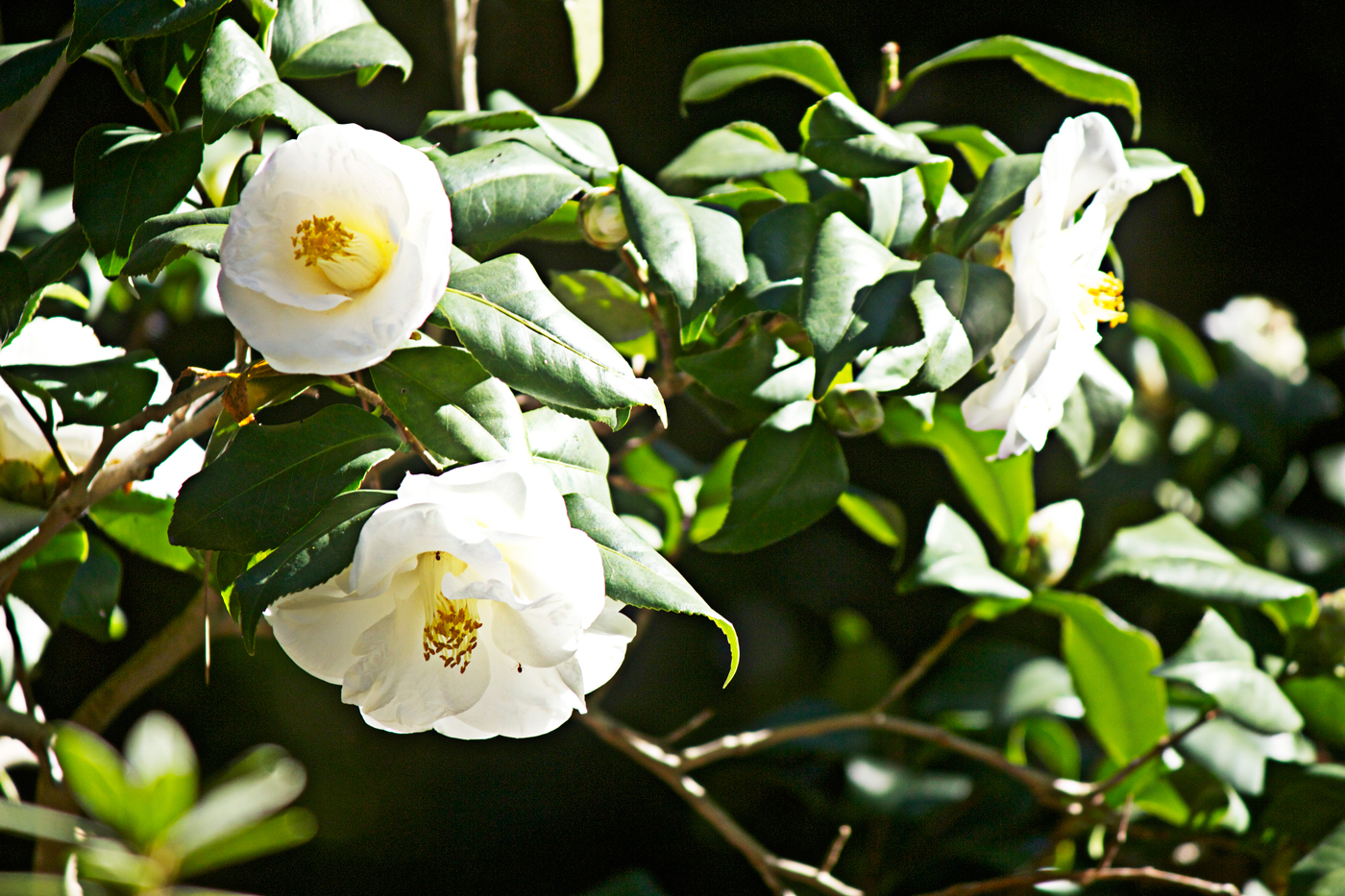 white roses- photo copyright Allison Beth Cooling