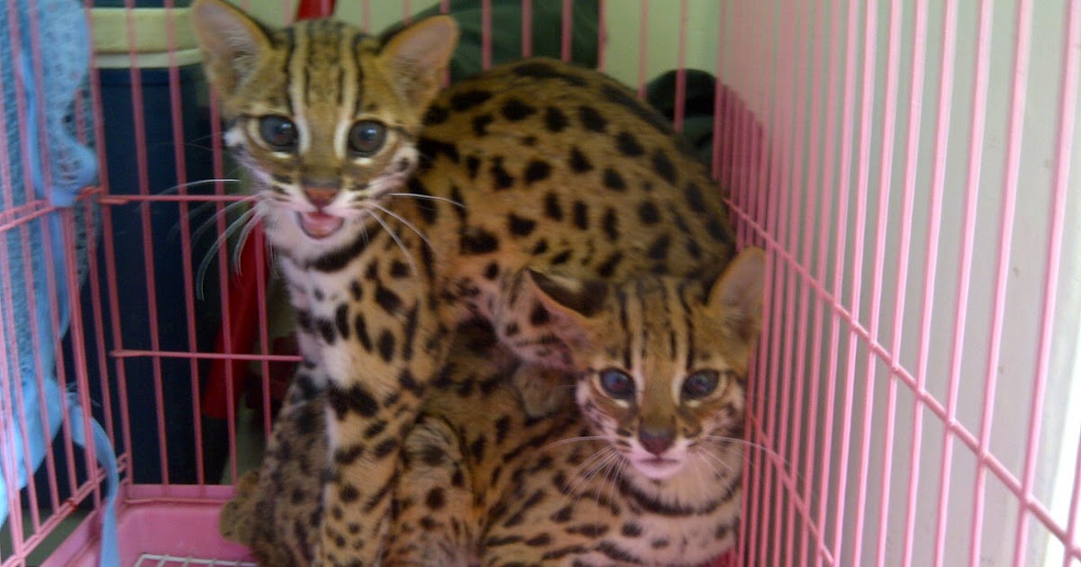 Asian Leopard Cat Asian Leopard Cat For Sale