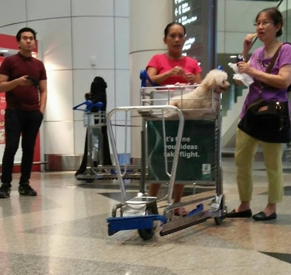 Kes Anjing Dalam Troli: Troli Sudah Dibersihkan! Kes Anjing Dalam Troli: Troli Sudah Dibersihkan!