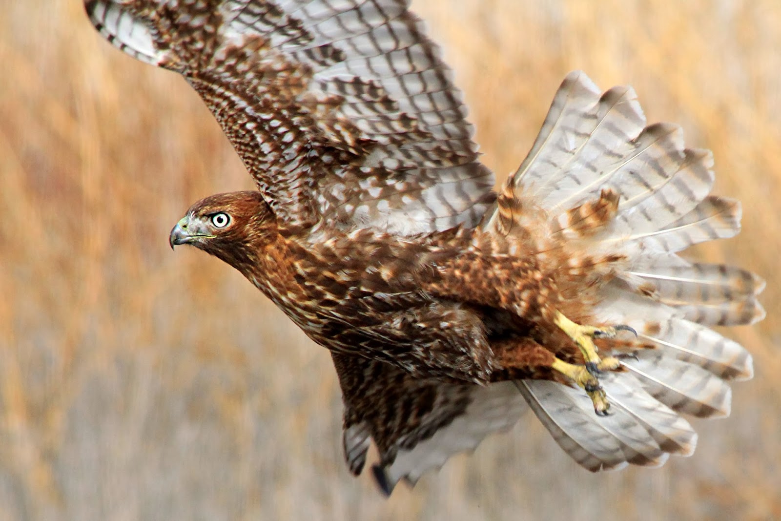 Utah Birders Birding Blog, Utah Birds, Utah Birding, Utah Bird ID