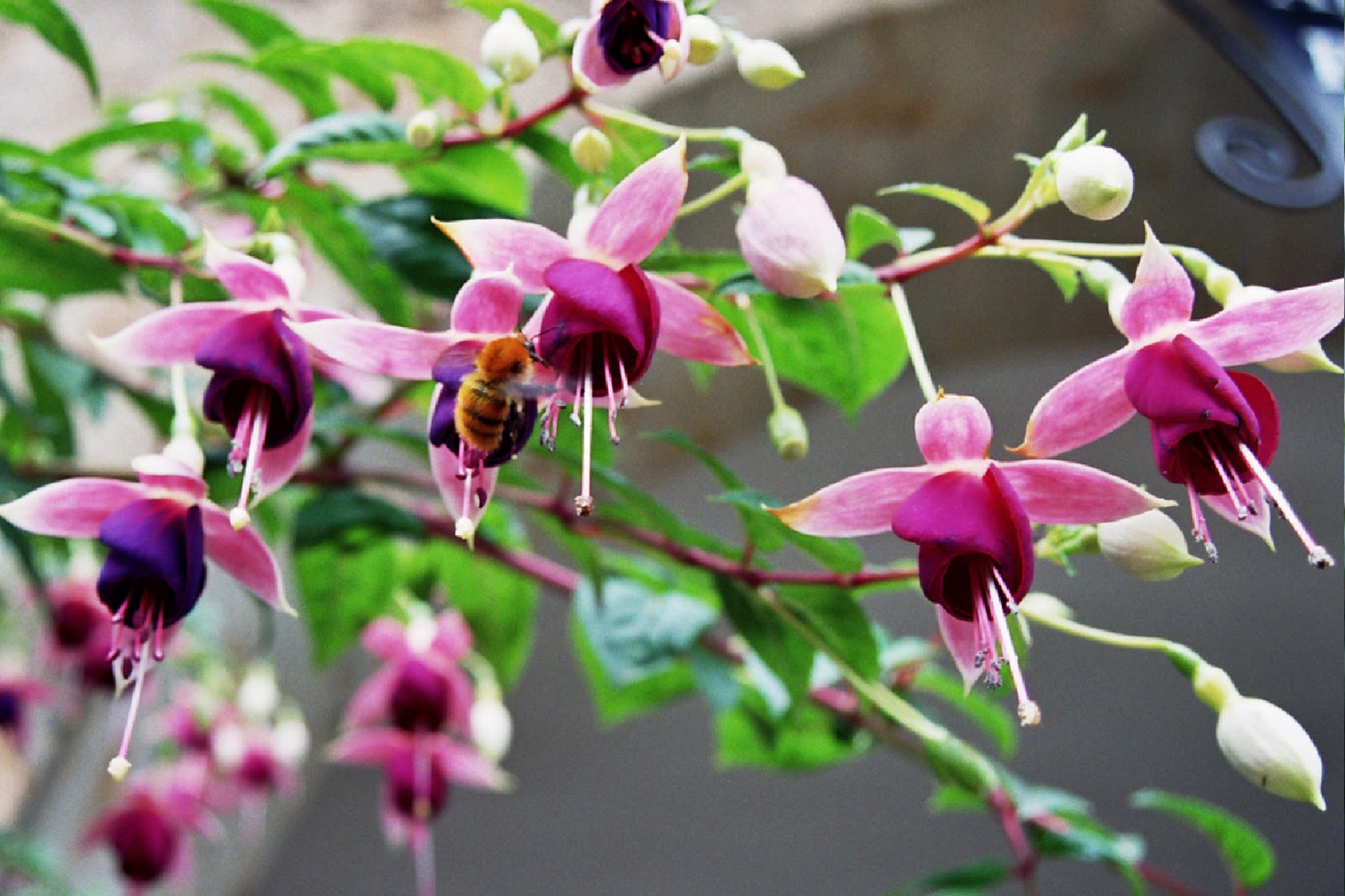 Fotos de flores: PENDIENTES DE LA REINA