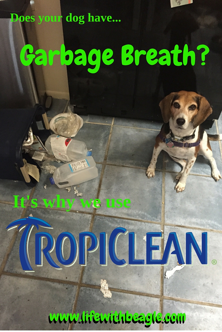 Life With Beagle Does your dog have garbage breath? Get 