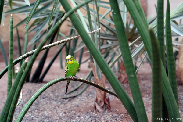 aliciasivert, alicia sivertsson, alicia sivert, berlin zoo, djurpark, djurhållning, instängda djur, djur i bur, cages, animal, animals, cage, fågel, bird, undulat