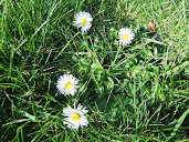 Bellis perennis