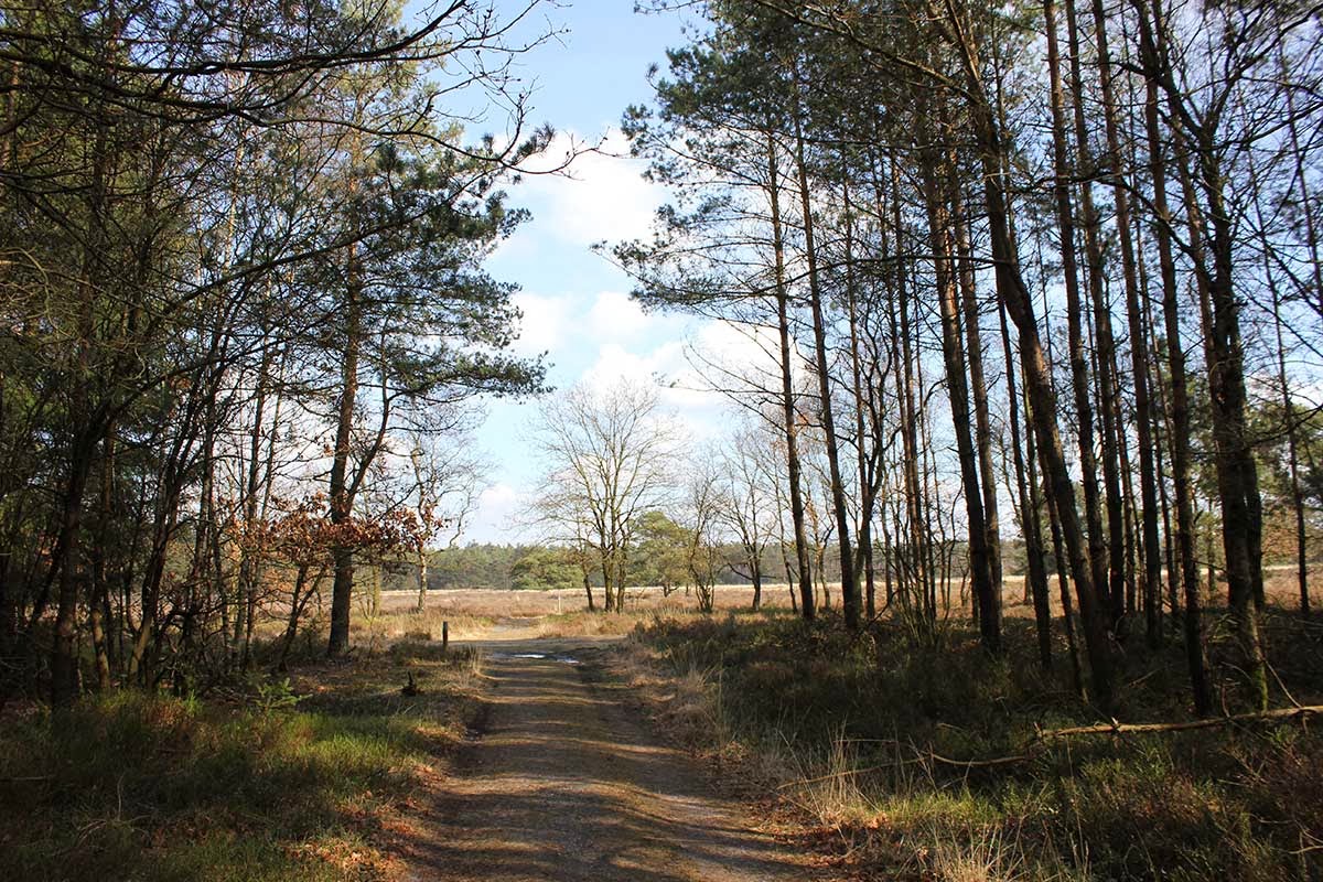 Hiking at the Hoge Veluwe Hiking at the Hoge Veluwe