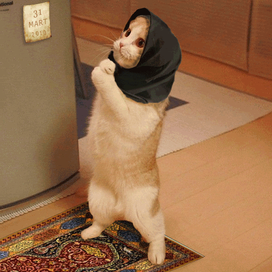 Namaz Kilan Kedi Aciga Alindi NAMAZ KILAN KEDI ACIGA ALINDI