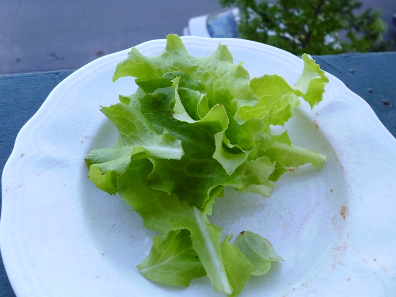 Grand Rapids Lettuce Greens and Machines