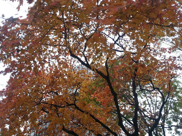 Fall leaves at Seoul National University, Seoul