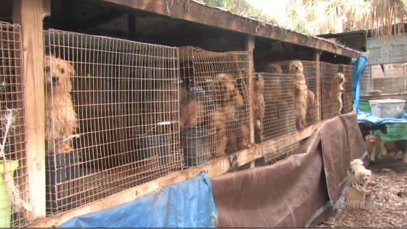 puppy mills in florida bark clark puppy mill rescue in florida puppy mills in florida bark clark puppy mill rescue in florida