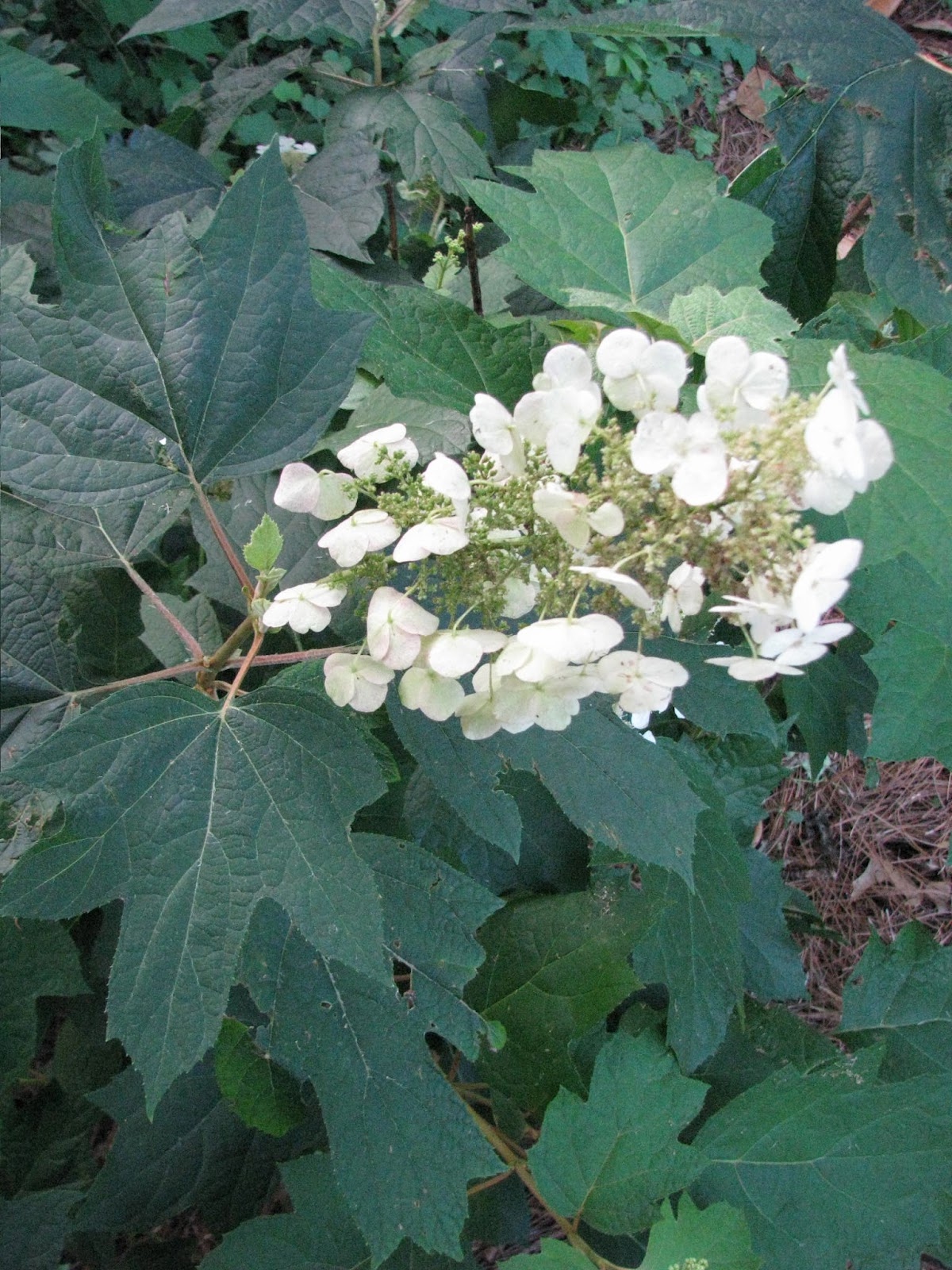 Hydrangeas In Bloom enjoywithluh