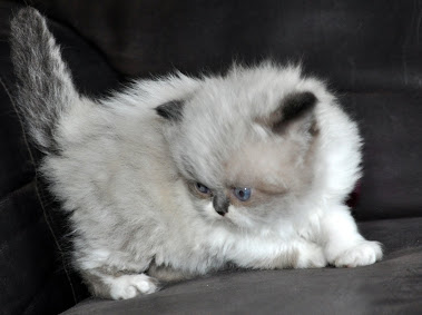 Color Point and white persian