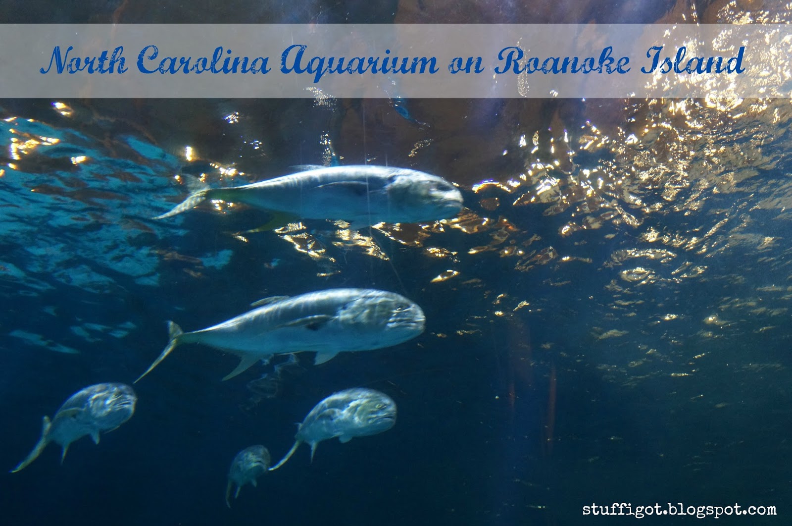 Crafty And Wanderfull Life A Visit to the North Carolina Aquarium on