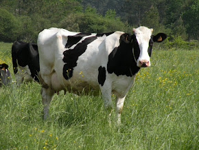 Prim'Holstein