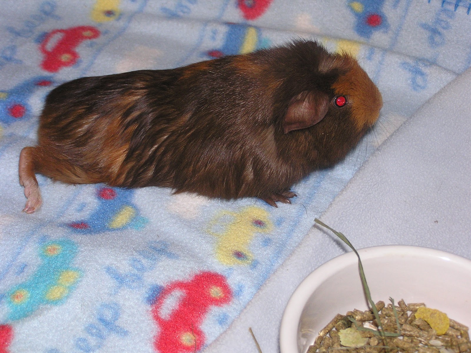 SAGP JUNE'S GUINEA PIG OF THE MONTHHarley!