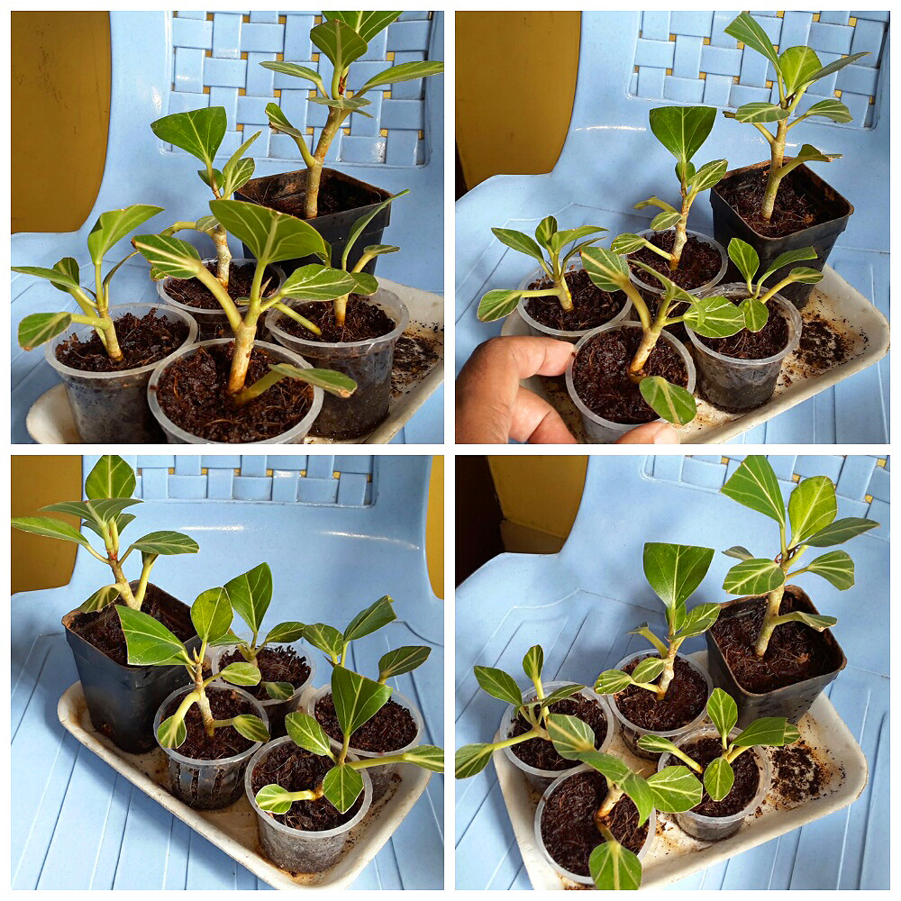 Instant Bonsai For Everyone Banyan Tree Cuttings Water Rooted