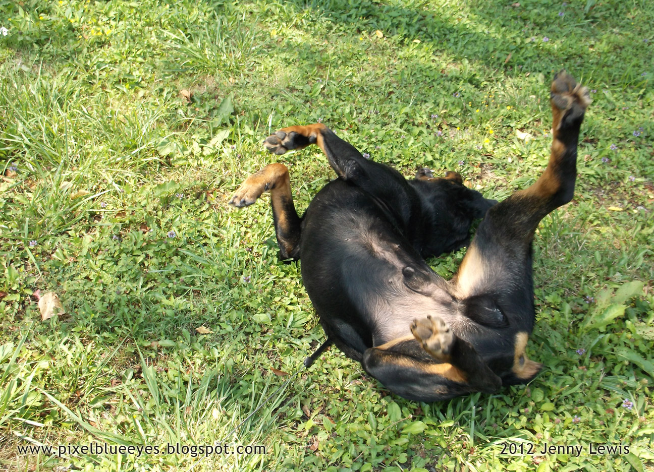 rottweiler grown grown miniature rottweiler breeds picture rottweiler grown grown miniature rottweiler breeds picture