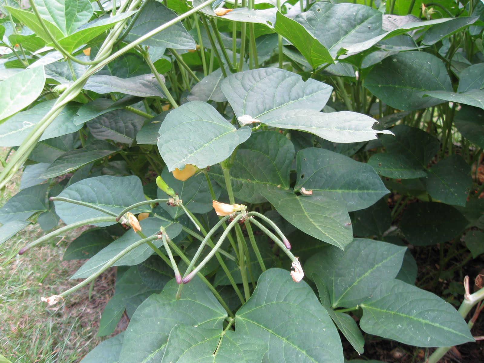 Growing Food in Florida: Growing cow peas or cowpeas or black eyed peas