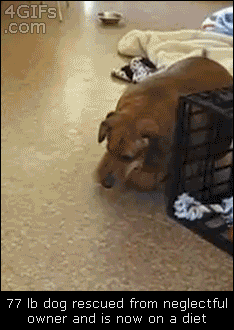 Featured image of post Fat Wiener Dog Gif