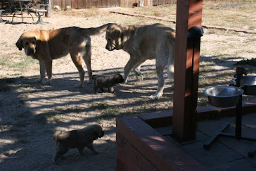Leon (papa), Siesta (Aunty) and the pups