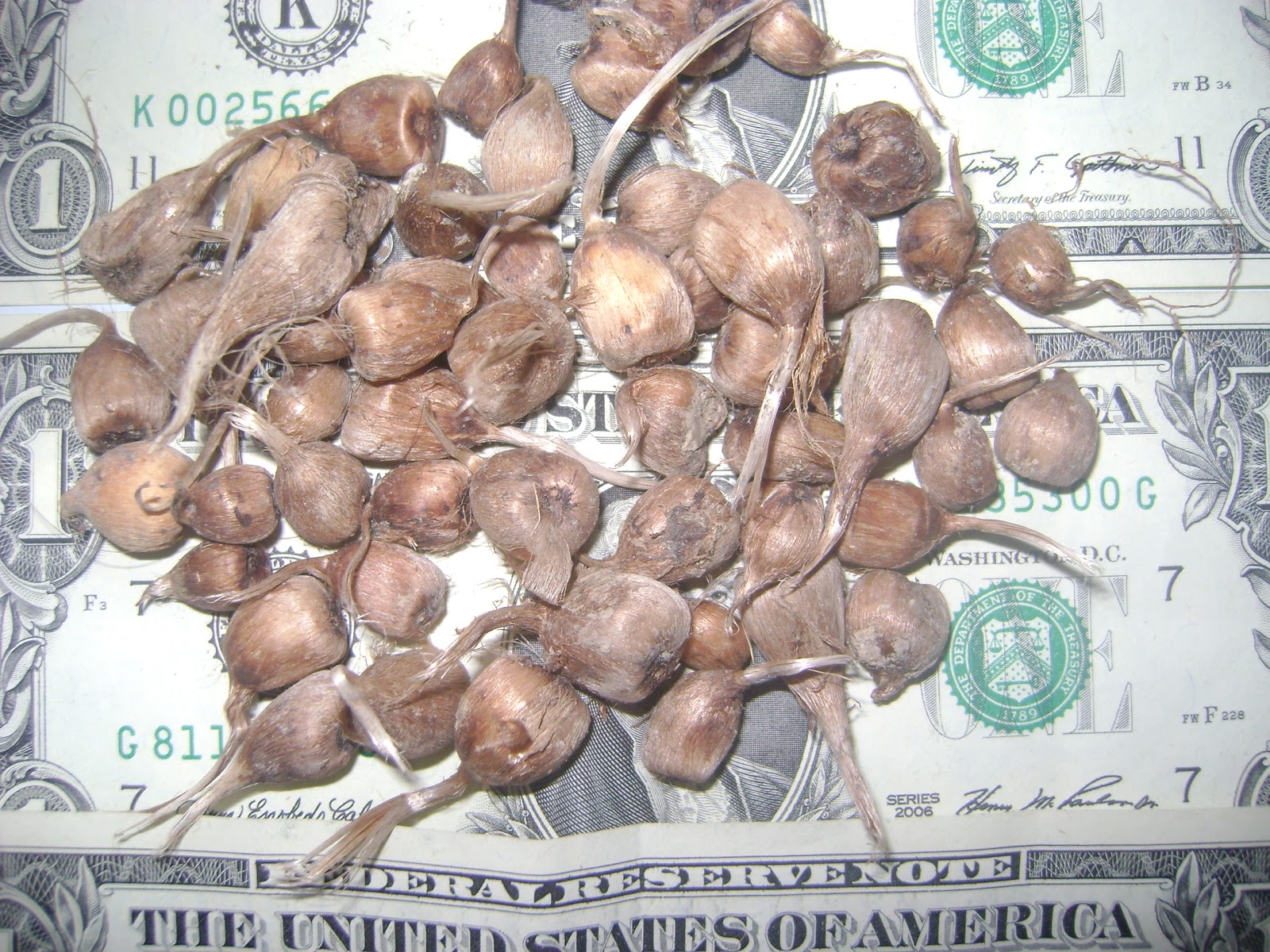 Jammu and Kashmir Medicinal Plants Introduction Centre Saffron seeds