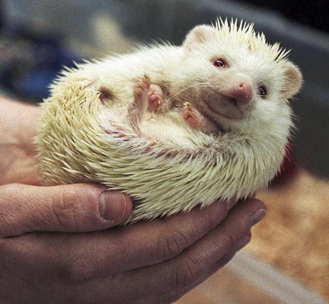 Hedgehog As Pets