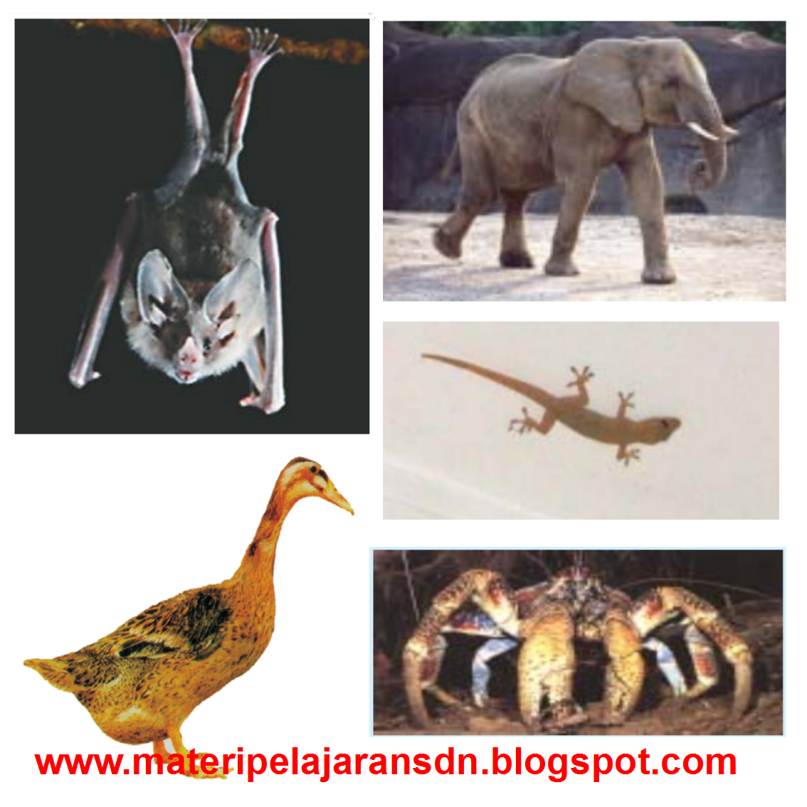 Ciri-ciri khusus pada hewan - Materi Pelajaran SD